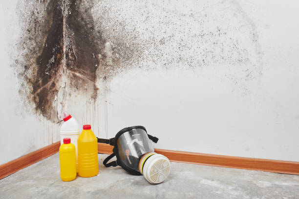 Best Office Mold Removal Services  in Maysville, OK