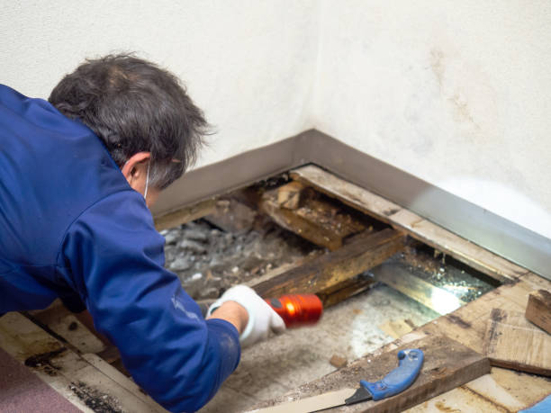 Best Mold Testing  in Maysville, OK