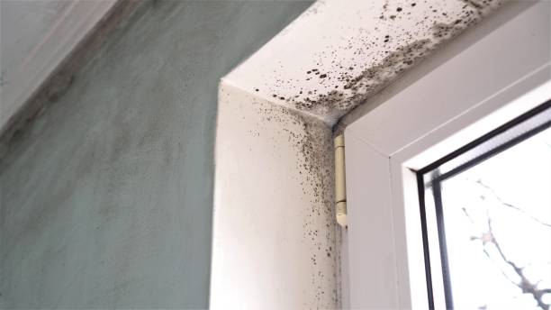 Best Mold Testing  in Maysville, OK