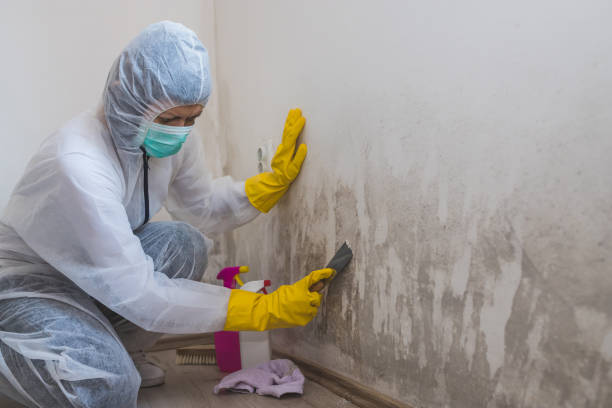 Best Mold Remediation  in Maysville, OK