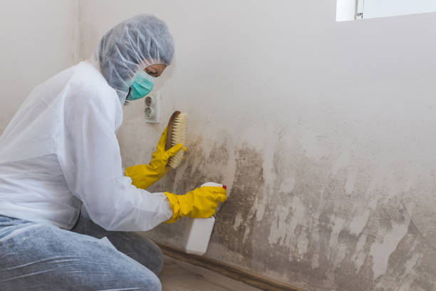 Certified Mold Removal in Maysville, OK