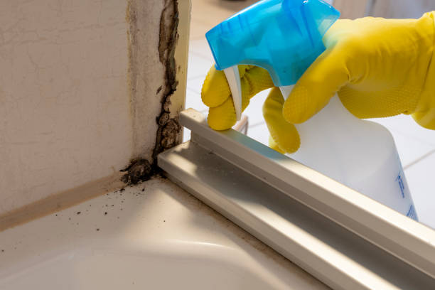 Best Commercial Mold Removal  in Maysville, OK