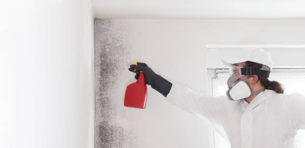 Best Certified Mold Removal  in Maysville, OK