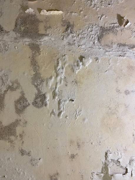 Best Certified Mold Removal  in Maysville, OK