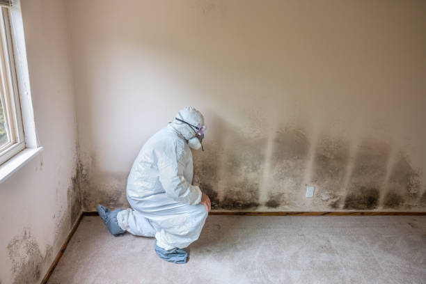 Best Mold Removal Process  in Maysville, OK