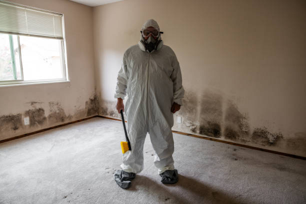 Best Fast Mold Removal  in Maysville, OK