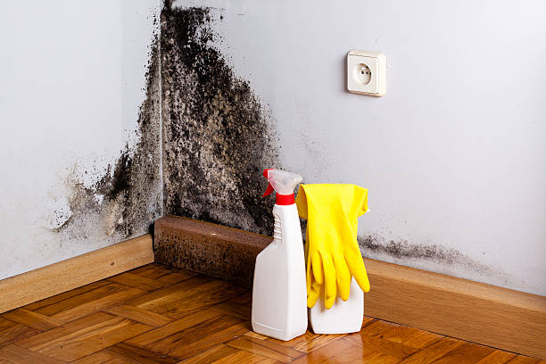 Best Toxic Mold Removal  in Maysville, OK