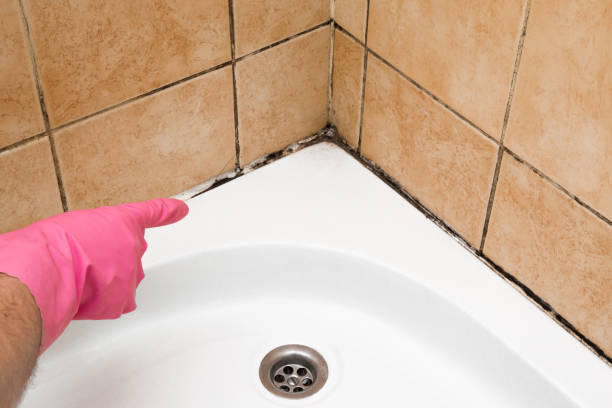 Best Local Mold Removal Service  in Maysville, OK