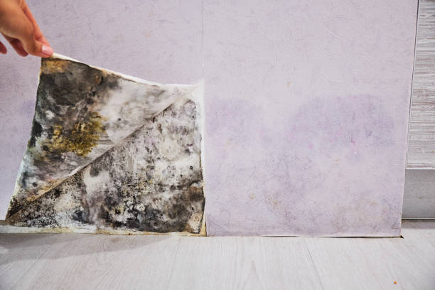 Best Home Mold Removal  in Maysville, OK